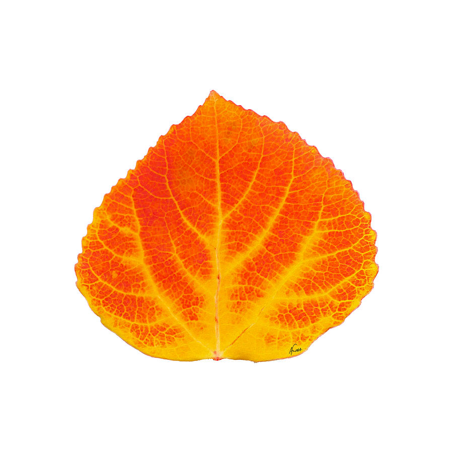 Nature Digital Art - Red and Yellow Aspen Leaf 5 by Agustin Goba