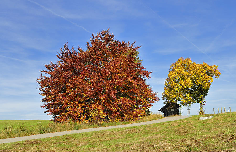 Red and yellow autumn colors - beautiful trees in fall Photograph by Matthias Hauser