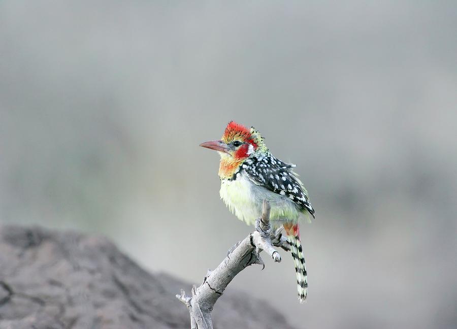 Red And Yellow Barbet Photograph by John Devries/science Photo Library