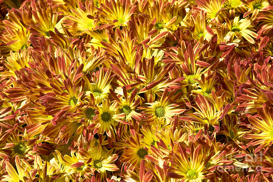 Red and Yellow Chrysanthemums Photograph by Tim Hightower