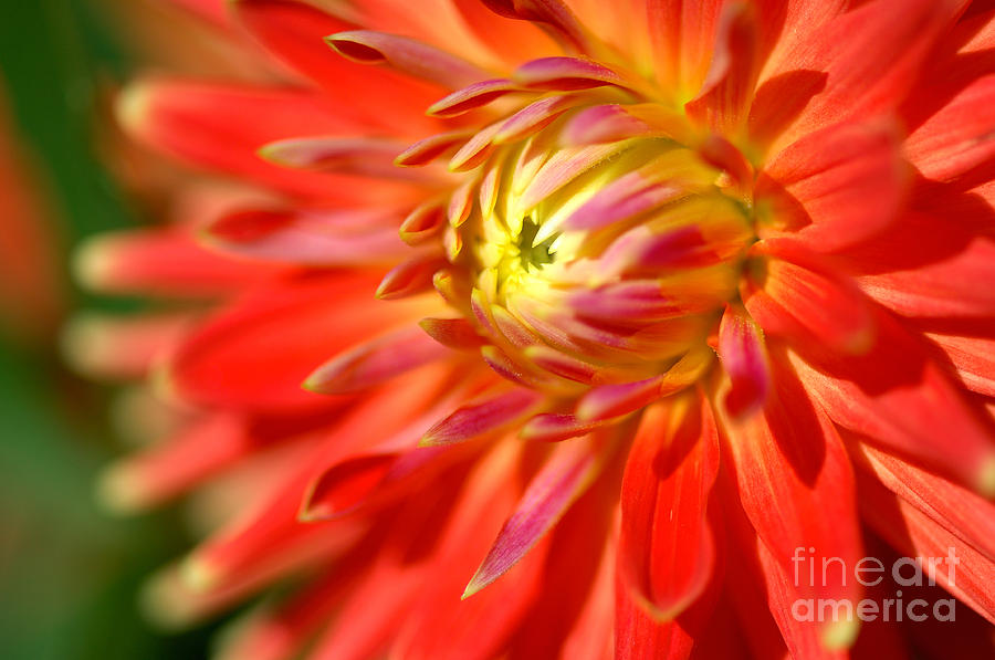 Red and Yellow Dahlia Flower Close Up Photograph by Laurent Lucuix