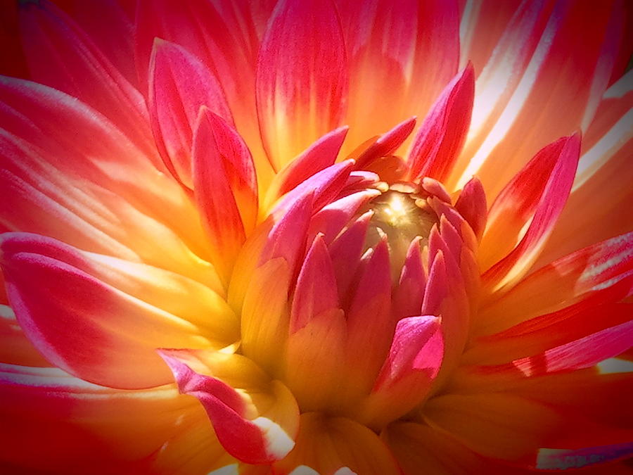 Summer Photograph - Red And Yellow Dahlia In The Sun 2 by Wendy Yee