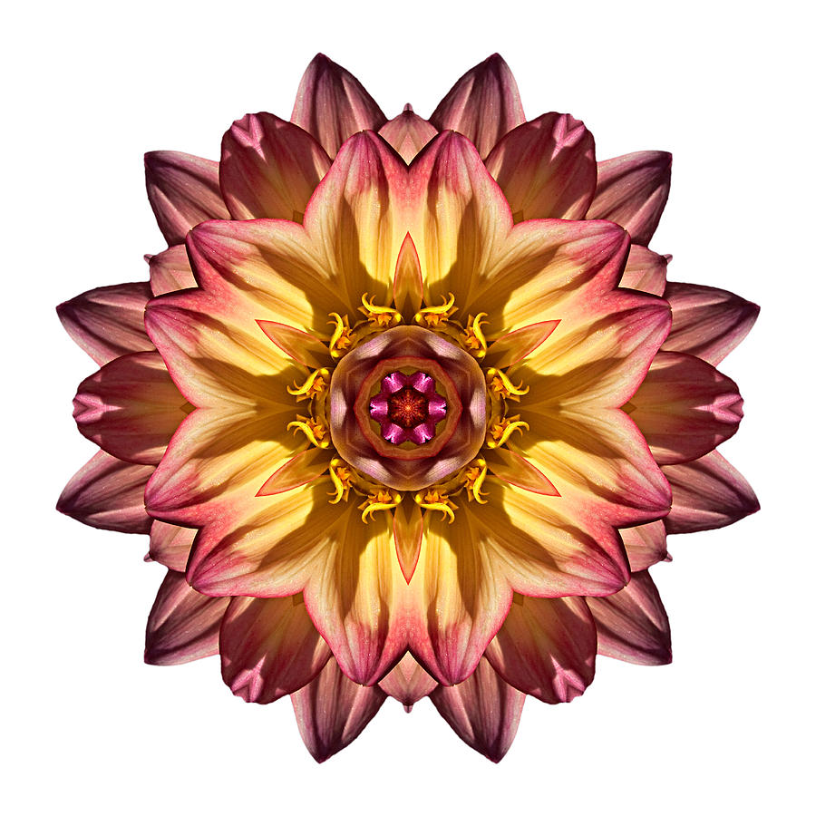 Red and Yellow Dahlia IV Flower Mandala White Photograph by David J Bookbinder