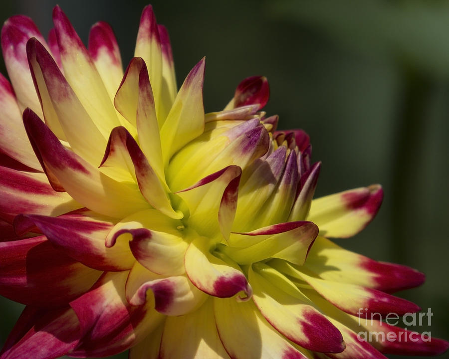 Red and Yellow Dahlia Photograph by Lili Feinstein