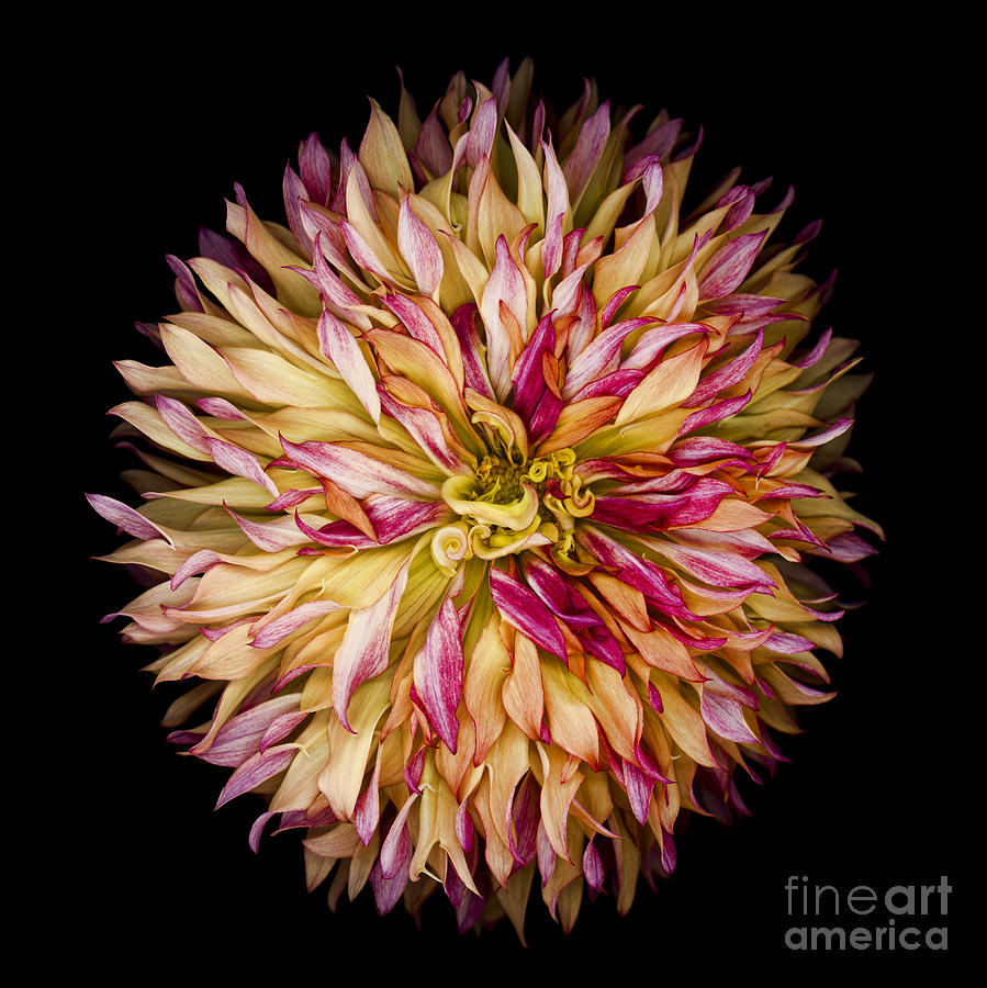 Nature Photograph - Red and Yellow Dahlia by Oscar Gutierrez