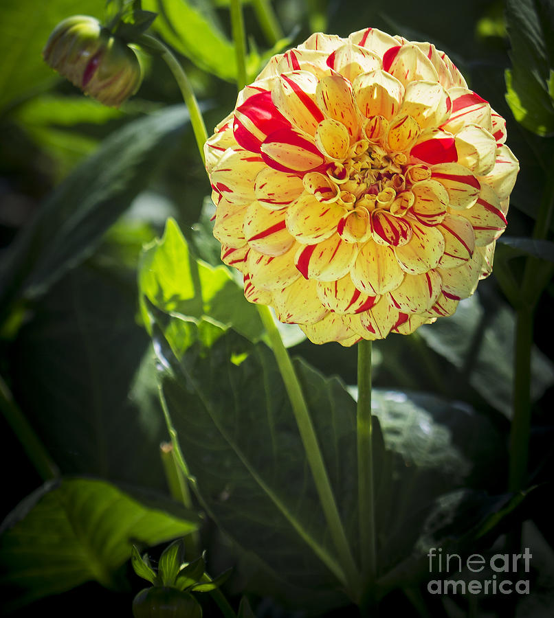 Red and Yellow Dahlia Photograph by Sonya Lang