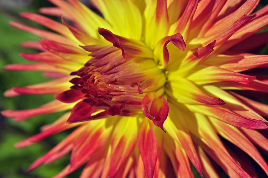 Red and Yellow Dahlia Photograph by Tikvahs Hope