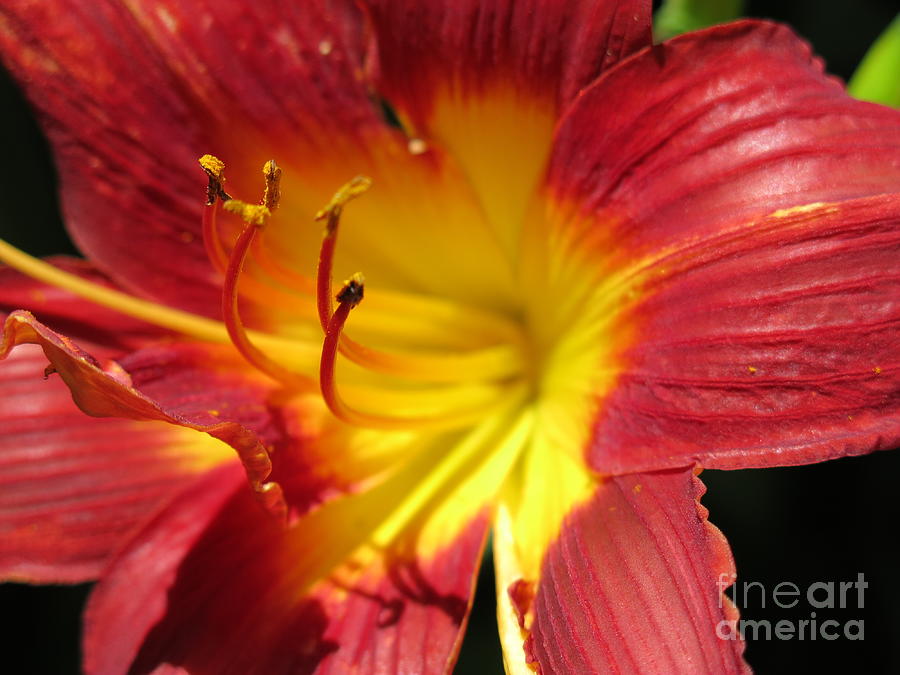 Red and Yellow Day Lily Photograph by HEVi FineArt