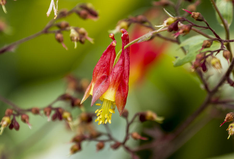 Red And Yellow Flower Photograph