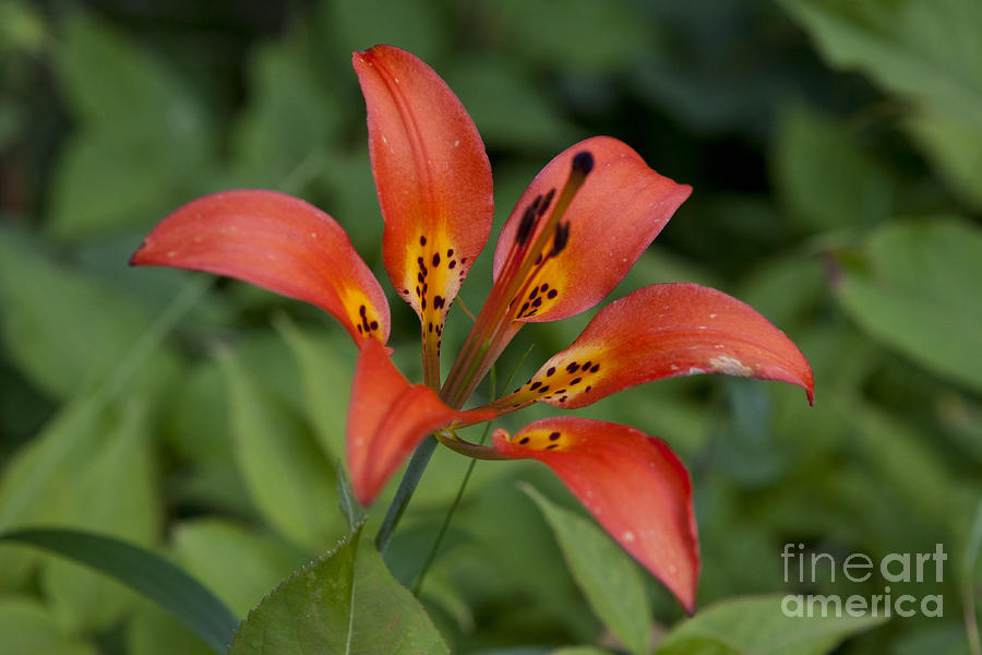Isle Royale National Park Photograph - Red and yellow flower of a Wood Lily Lilium philadelphicum by Jason O Watson