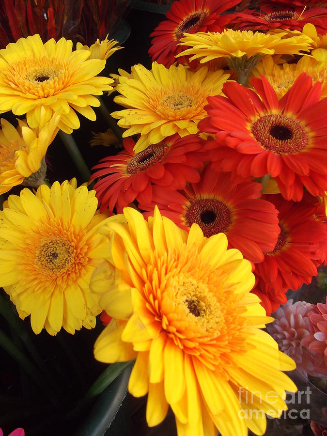 Flower Photograph - Red and Yellow Flowers - Gerbera Daisies by Miriam Danar