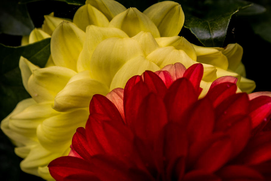 Red and Yellow Photograph by Glenn DiPaola