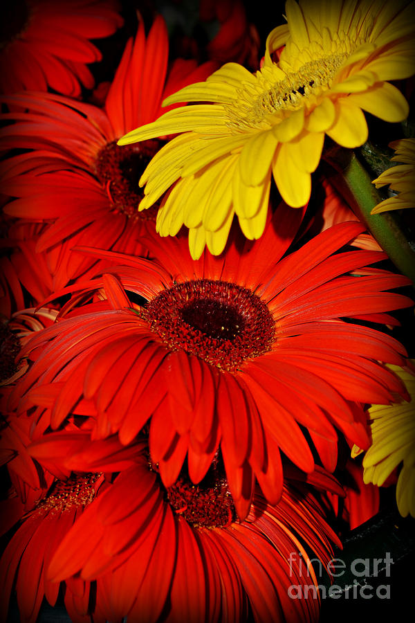 Red and Yellow Glory - The Flowers of Summer - Gerbera Daisies Photograph by Miriam Danar
