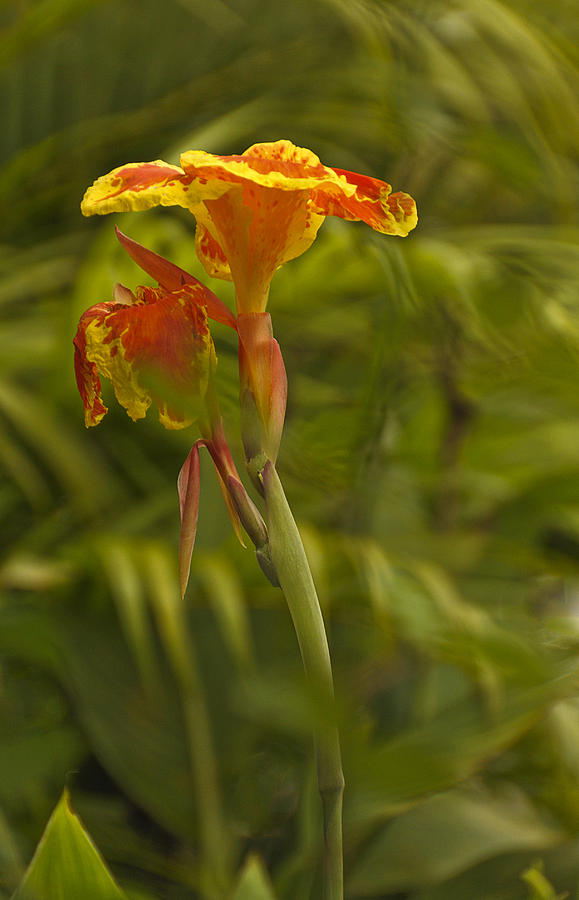 Red and Yellow Iris Photograph by Celso Bressan