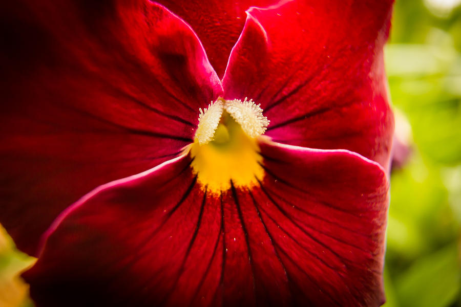 Red and Yellow Photograph by Jay Stockhaus