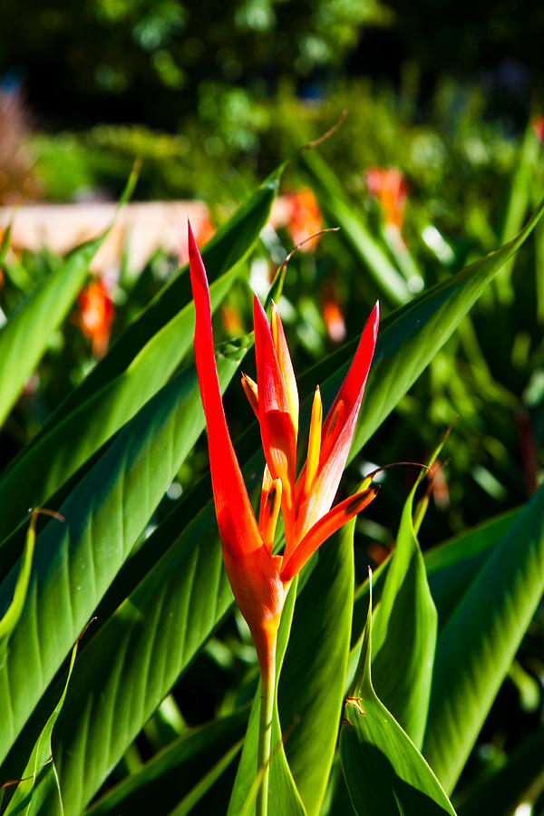 Red and Yellow Kangaroo Paw Photograph by Darren Burton | Fine Art America