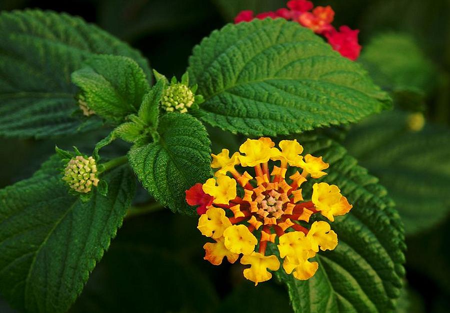 Red and Yellow Lantana Flower and Green Leaves  Photograph by Taiche Acrylic Art