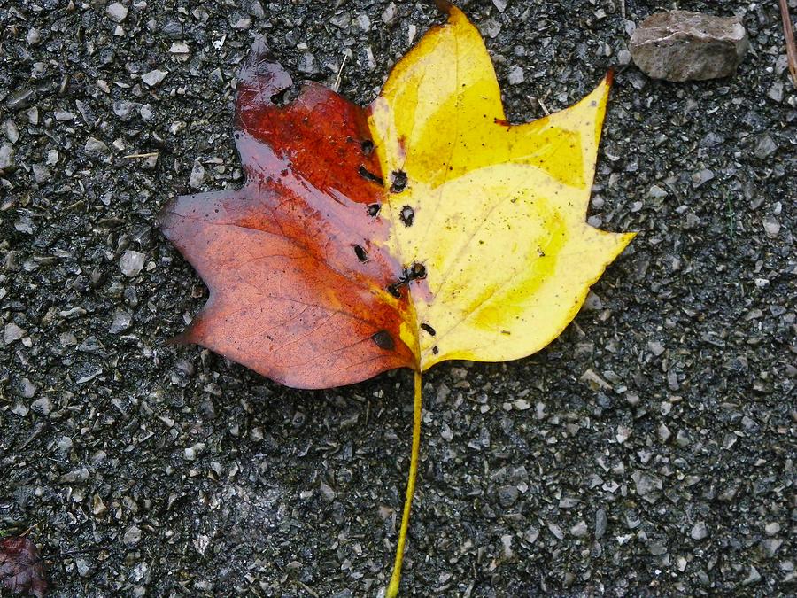 Red and Yellow Leaf Photograph by Sharon Popek