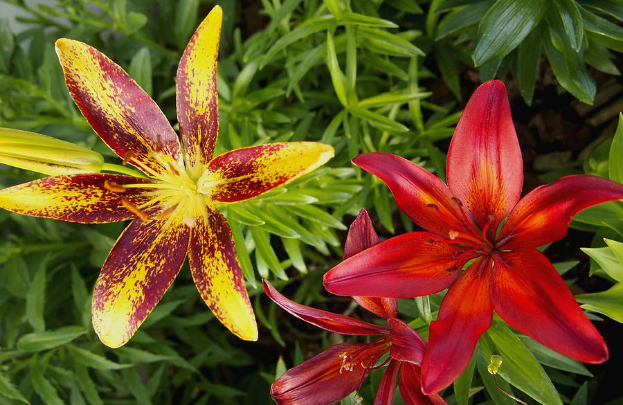Red and Yellow Lilly Flowers in the Garden Photograph by Amy McDaniel
