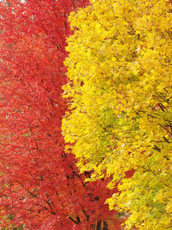 Red and Yellow Photograph by Lori Frisch