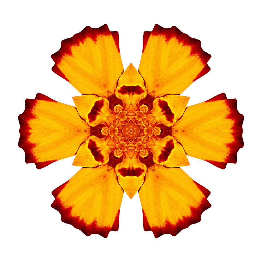 Flowers Still Life Photograph - Red and Yellow Marigold II Flower Mandala White by David J Bookbinder