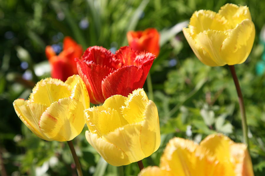 Tulip Photograph - Red And Yellow by Mark Severn