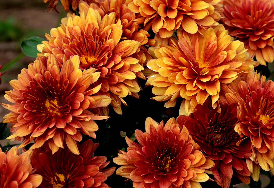 Red And Yellow Mum Flowers Photograph - Red And Yellow Mum Flowers Fine ...