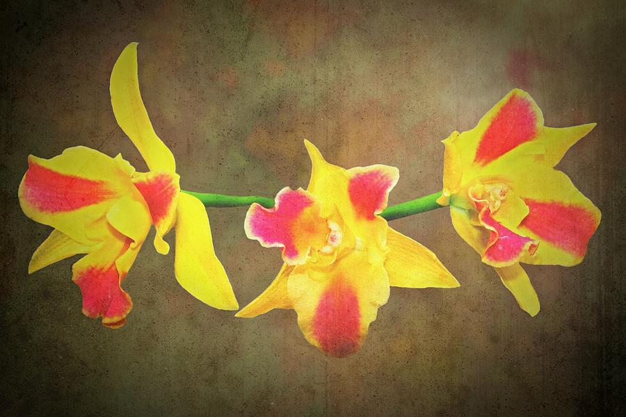 Red and Yellow  Orchid Photograph by Rudy Umans