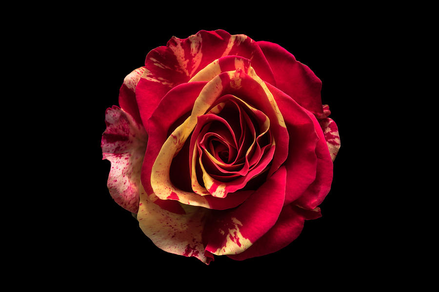 Red and Yellow Pattern Rose Flower on Black Background Photograph by MirageC