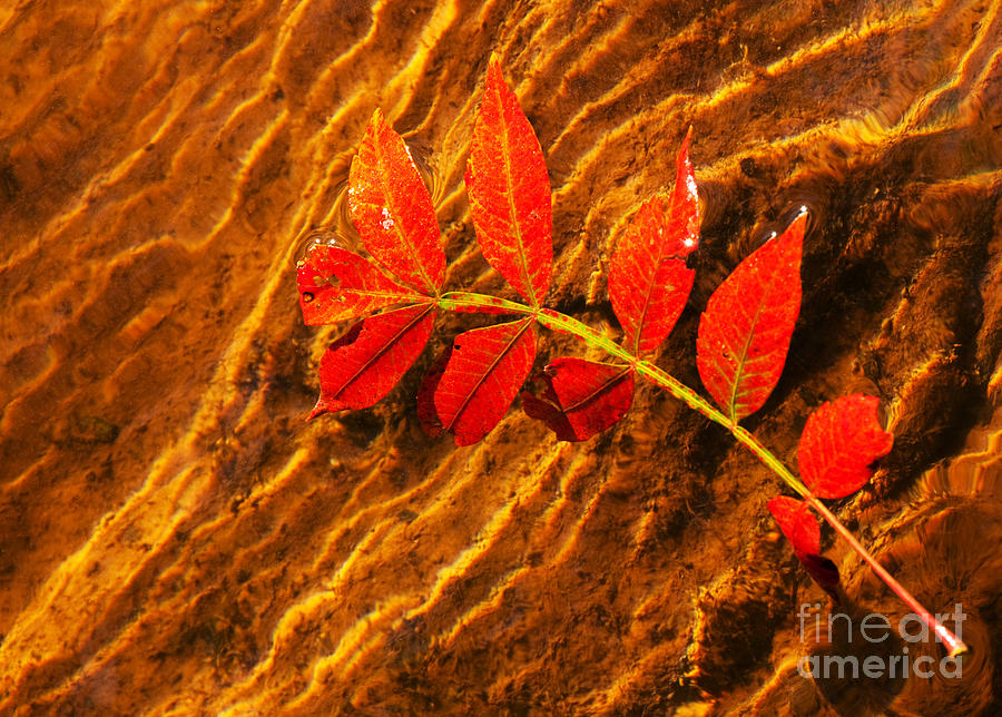 Red and Yellow Play of Light Photograph by Sari ONeal