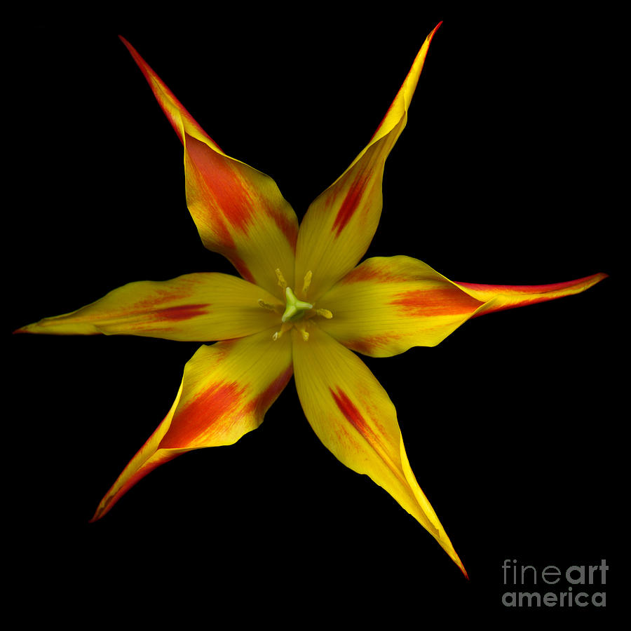 Red and Yellow spiked tulip Photograph by Oscar Gutierrez