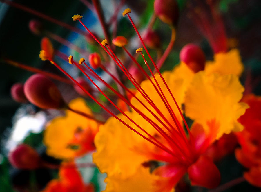 Red and Yellow Photograph by Stacy Michelle Smith