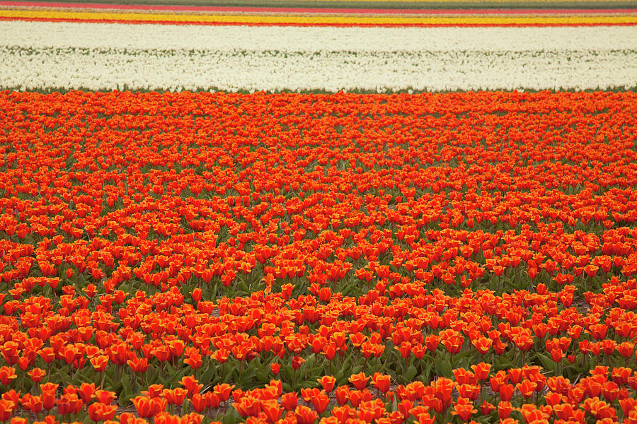 Red And Yellow Tulip Field Photograph by Caroyl La Barge