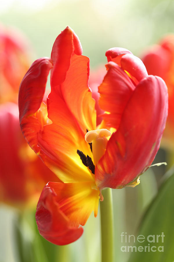 Tulip Photograph - Red and yellow tulip by LHJB Photography