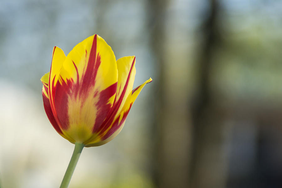 Red and Yellow Tulip on Blurred Background Photograph by Photographic Arts And Design Studio