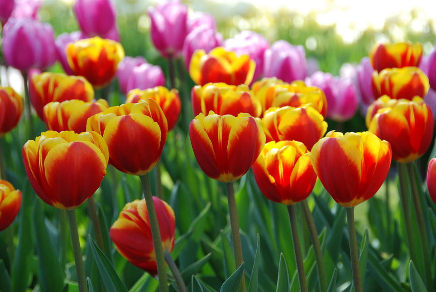 Red and Yellow Tulips  Photograph by Allen Beatty