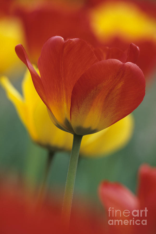 Red and Yellow Tulips Photograph by Chris Scroggins