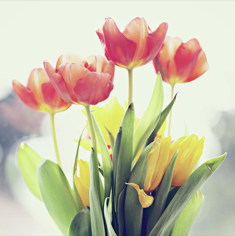 Red And Yellow Tulips Photograph by Elisa Voros