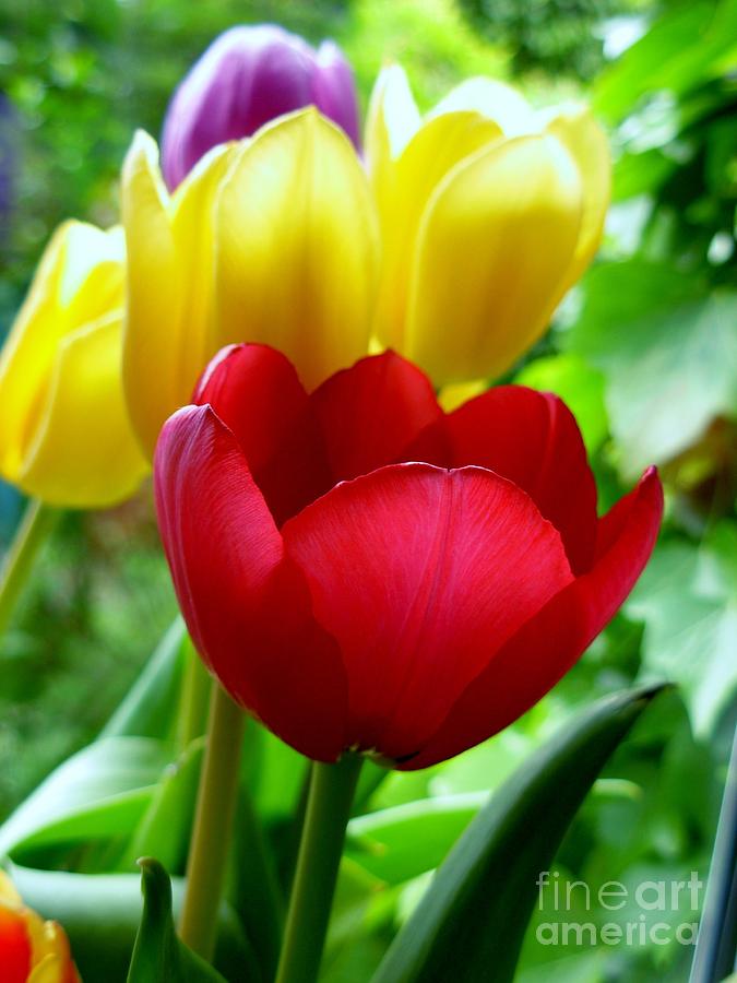 Red and yellow Tulips Photograph by Joan-Violet Stretch