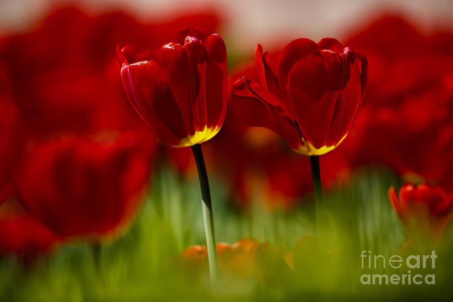 Tulip Photograph - Red and Yellow Tulips by Nailia Schwarz