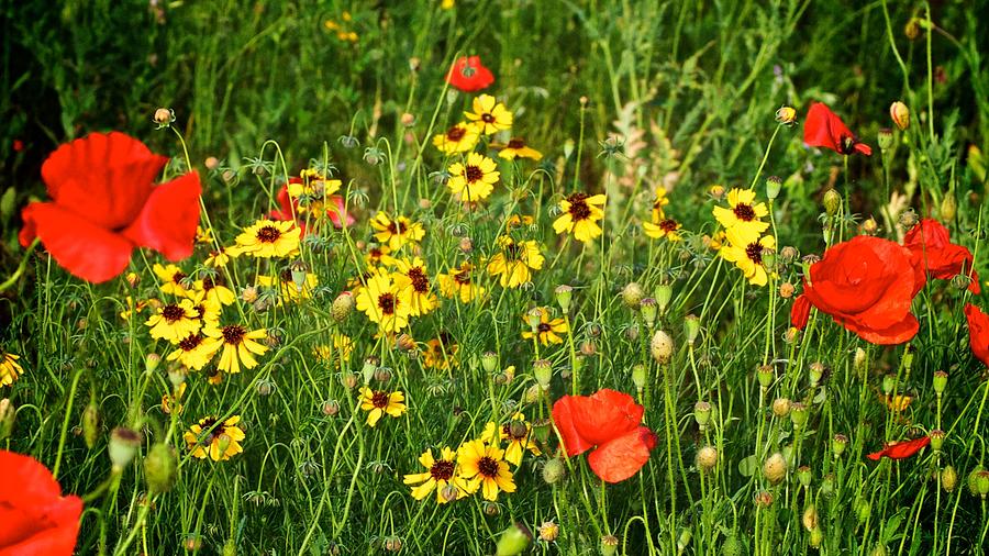 Red and Yellow Wildflowers Photograph by Kristina Deane Fine Art America