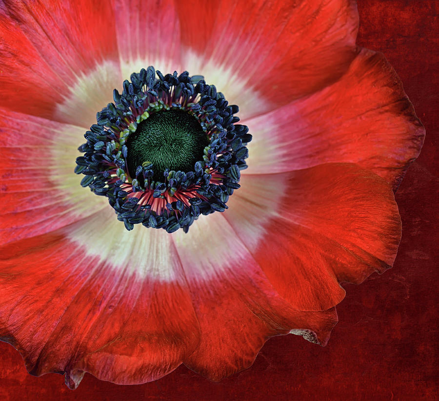Red Anemone Flower Close Up Photograph by Cora Niele Red Anemone Flower Close Up Photograph by Cora Niele