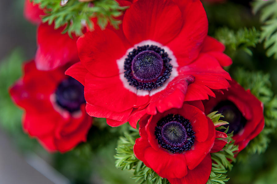Red Anemone. Flowers of Holland Photograph by Jenny Rainbow