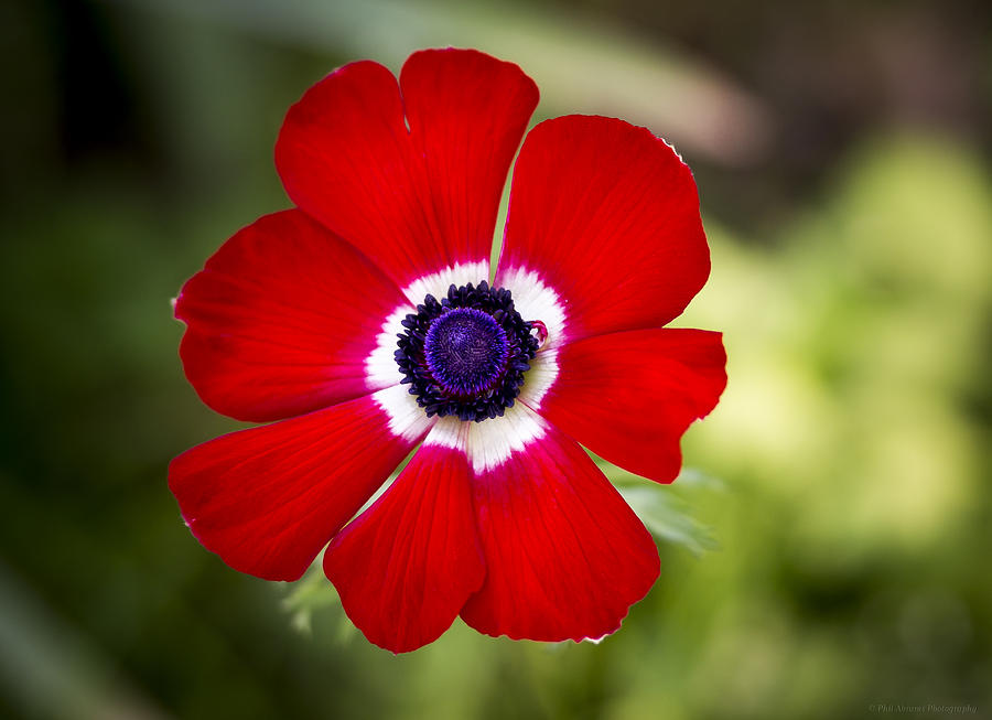 Red Anemone Photograph by Phil Abrams