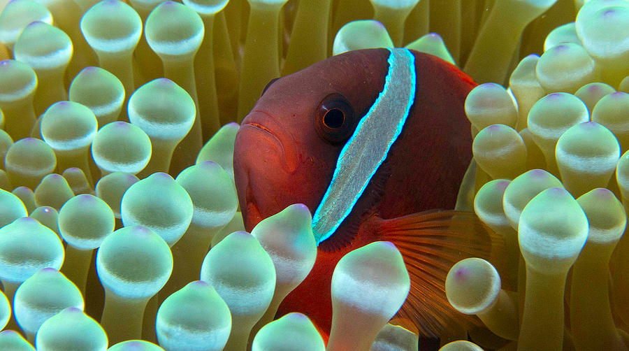 Red Anemonefish in Pale Yellow Anemone Photograph by Gary Hughes | Fine ...