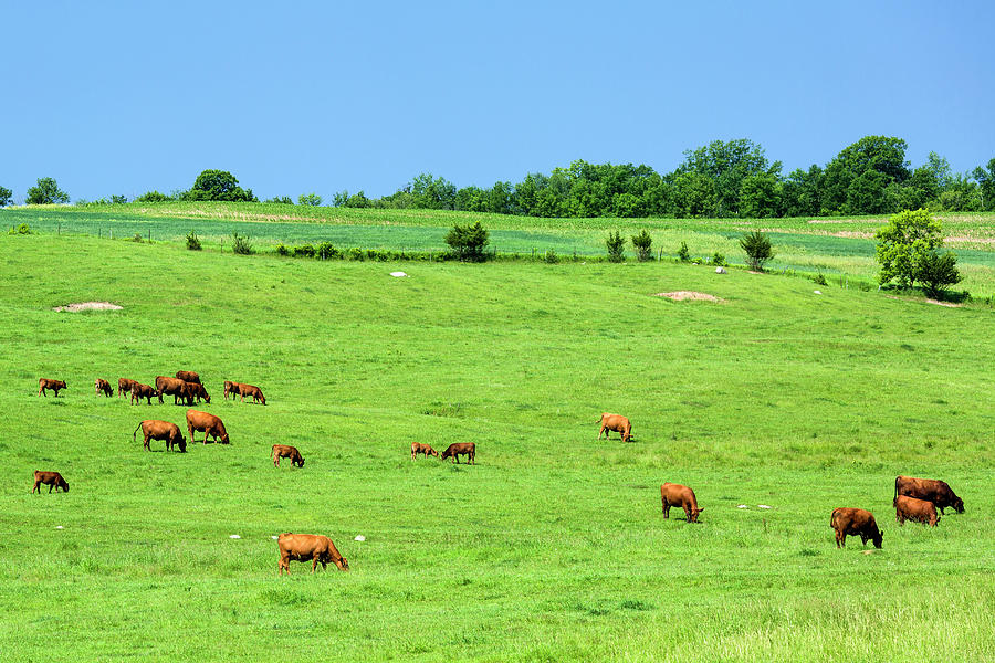 Red Angus Beef Cattle Grazing In Photograph by Alvis Upitis