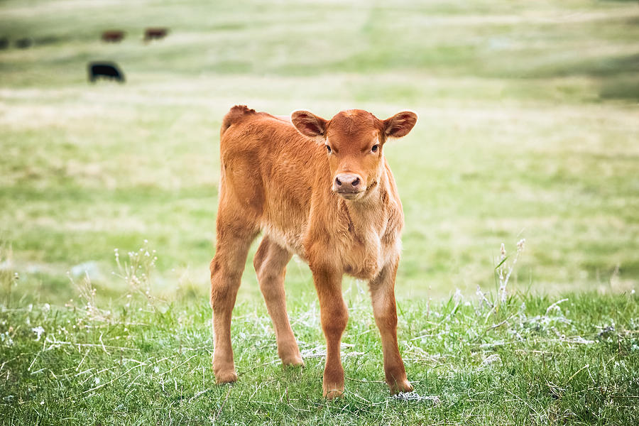 Red Angus calf standing in green grass of a Montana ranch pasture Photograph by Debibishop