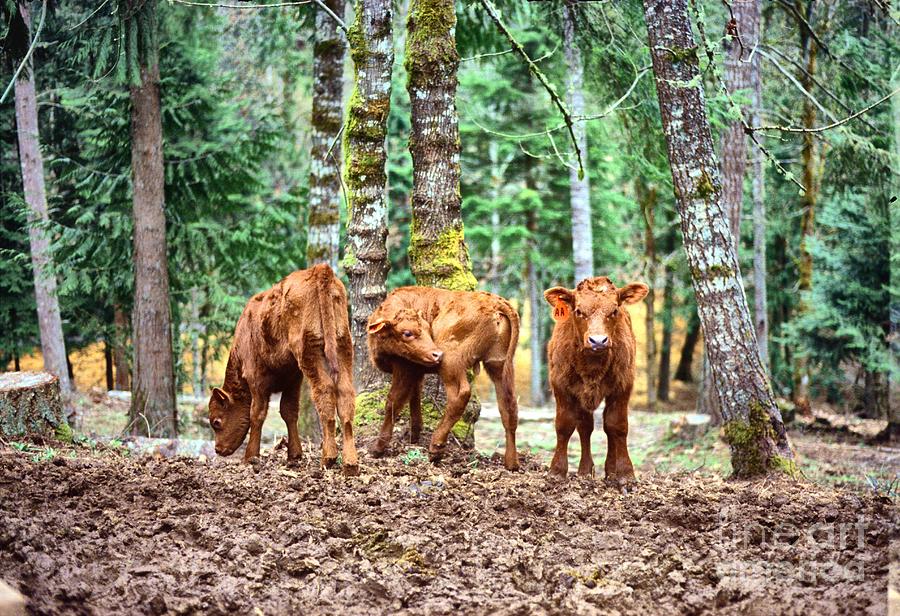 Red Angus Calves Pyrography by Larry Campbell