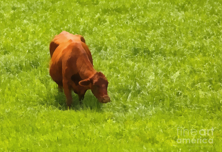 Red Angus Grazing Photograph by Clare VanderVeen
