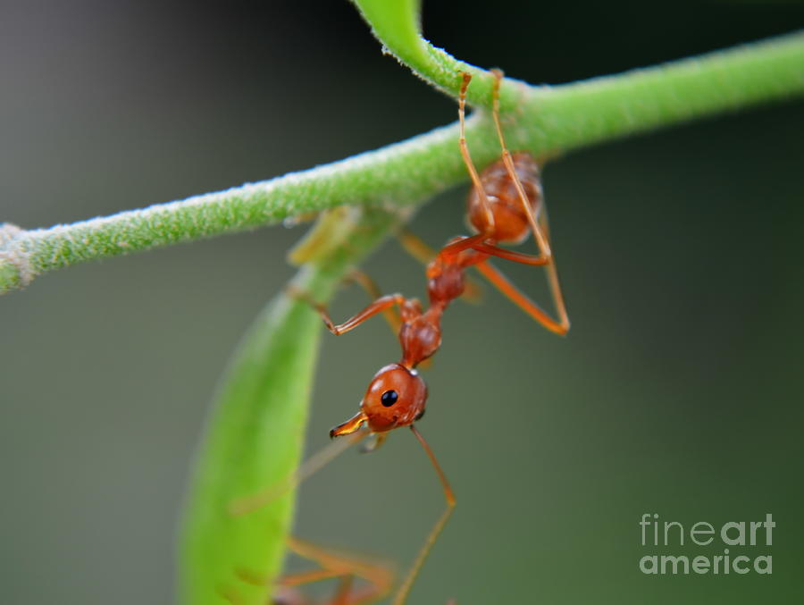 Red Ant Photograph by Michelle Meenawong